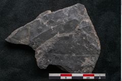 Foto (Detailansicht) von Ulmophylon latifolium Ettingshausen (NHMW-GEO-2024-0188-10241)
